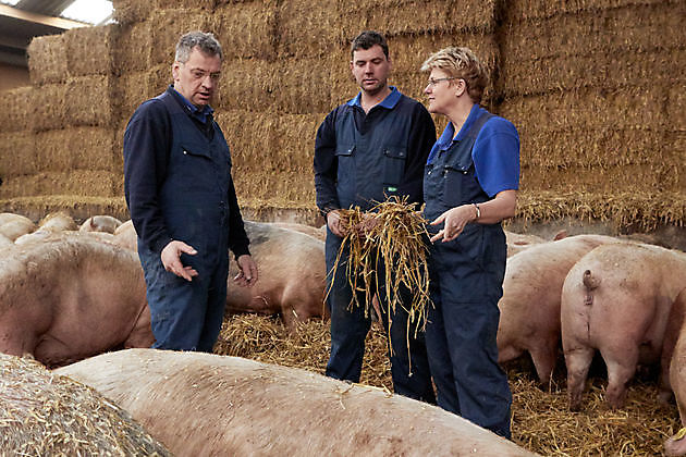 Kom varkens kijken tijdens weekend van het varken in Beerta - RTV GO! Omroep Gemeente Oldambt